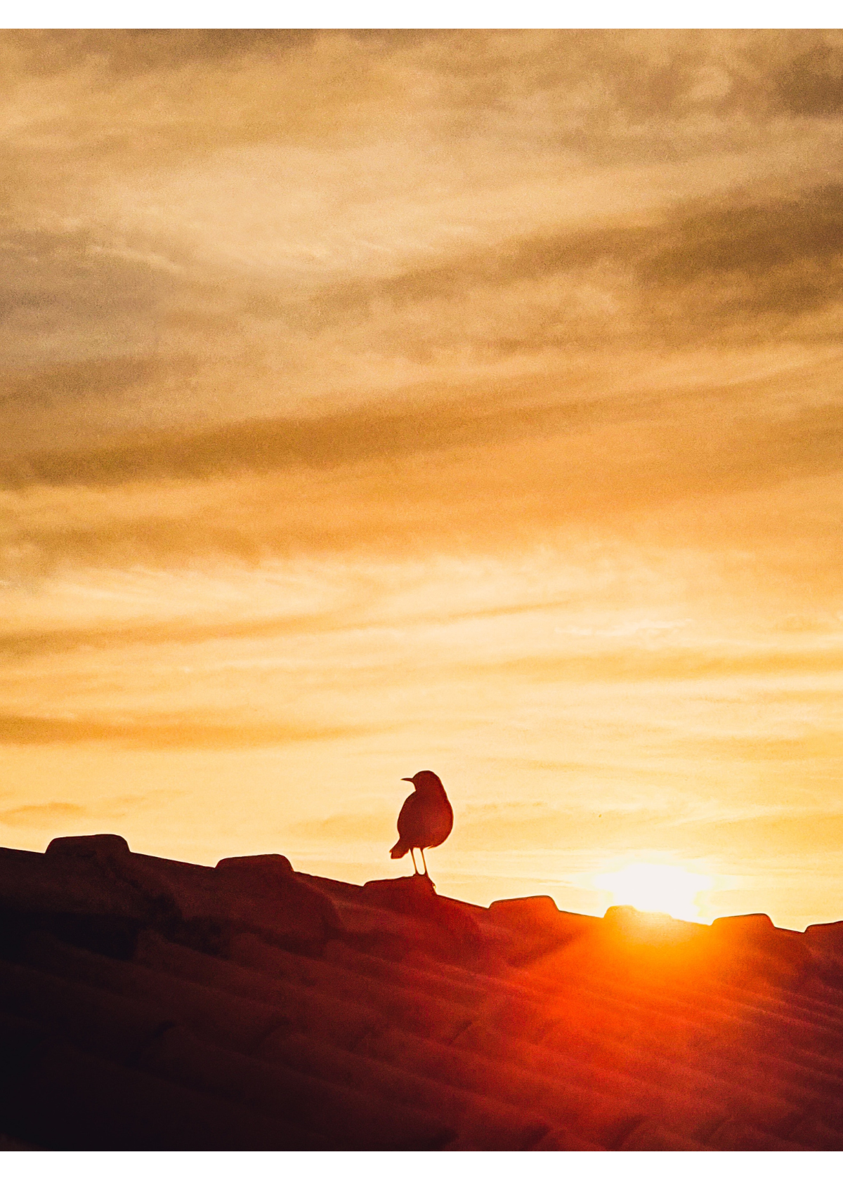 The 13 Best Gifts for Bird Lovers