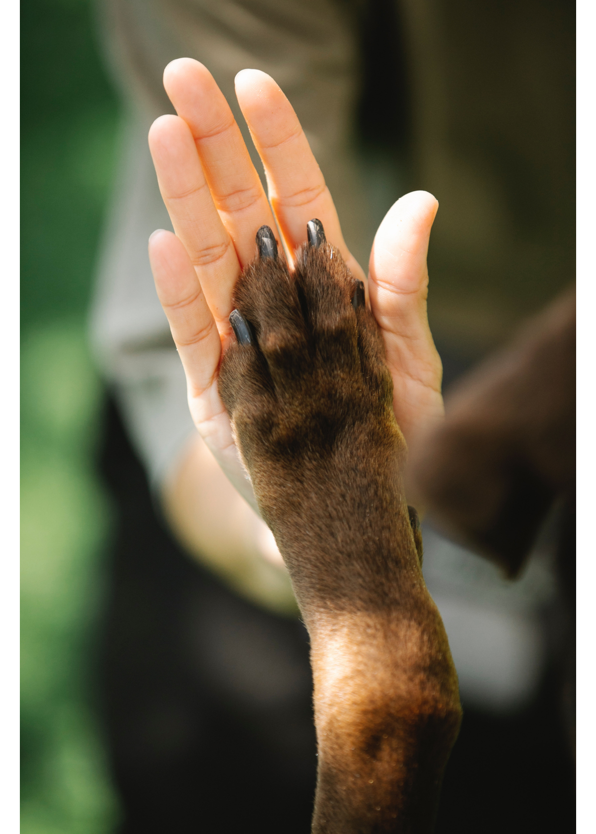 5 Best Dog Nose Balms to Keep Your Pup’s Snout in Prime Condition