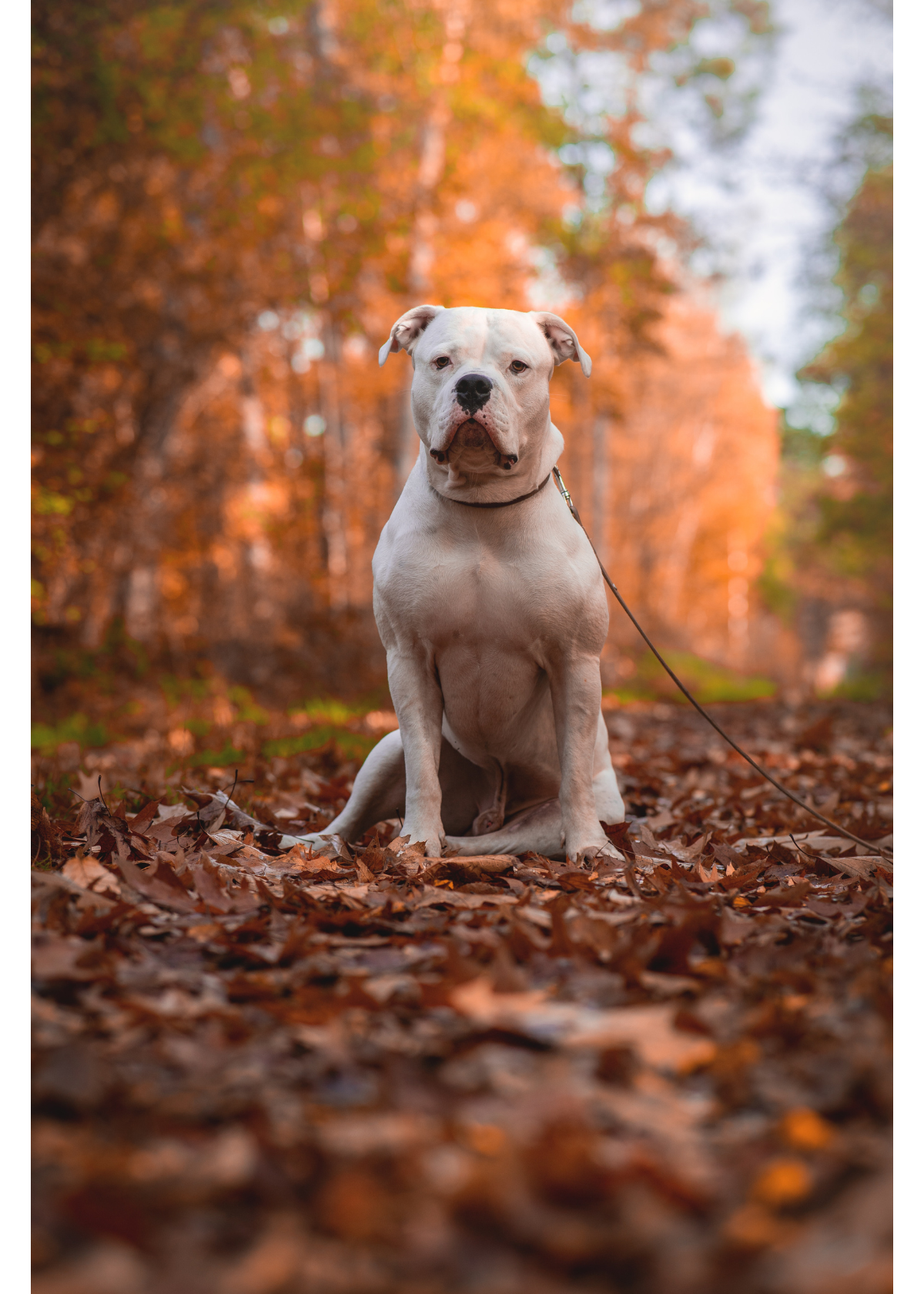 Top 5 Best Dog Treats for Pit Bulls