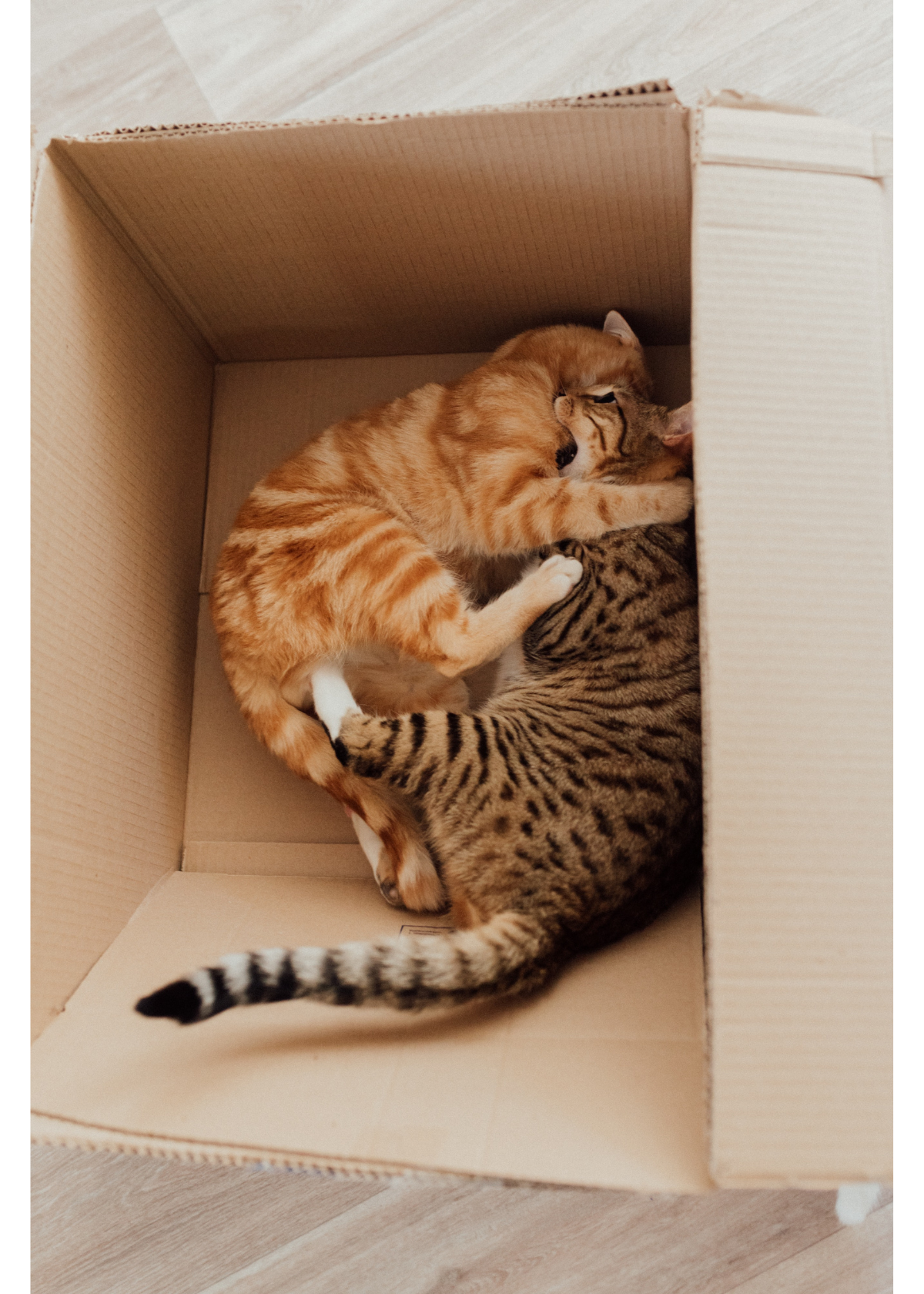 3 of the Best Eco-Friendly and Healthy Tofu Cat Litter Options