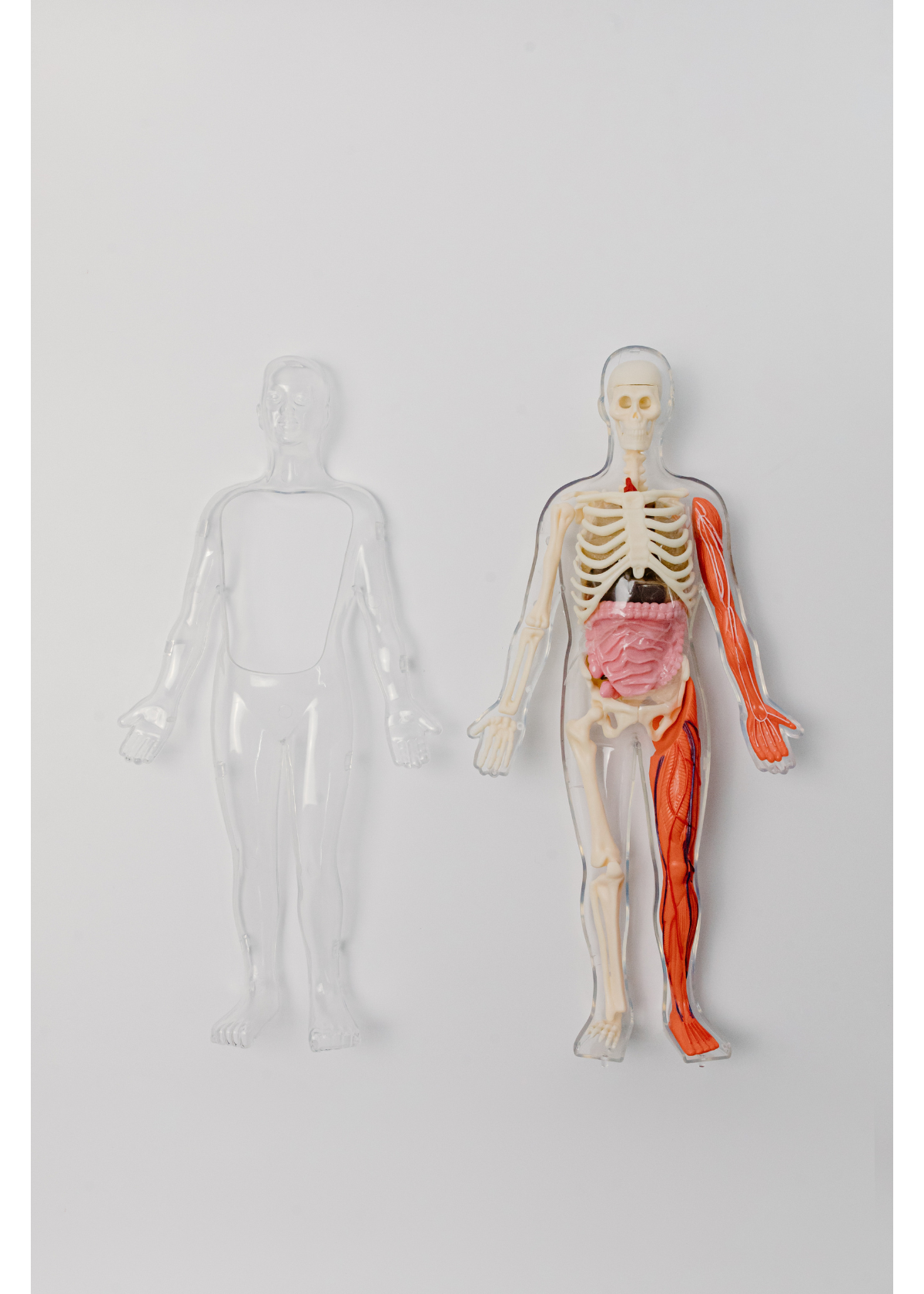 The 5 Best Anatomy Coloring Books for Medical Students