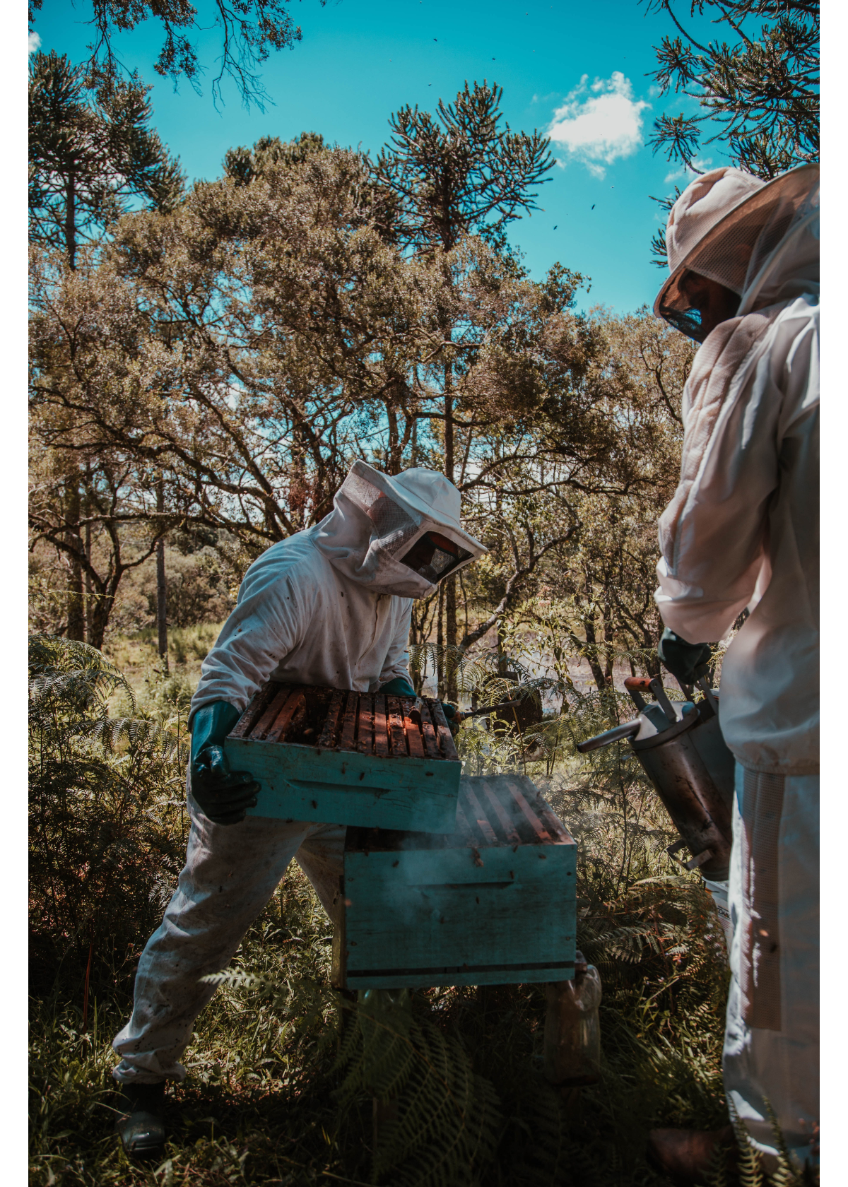 The 5 Best Beekeeping Books for Beginners