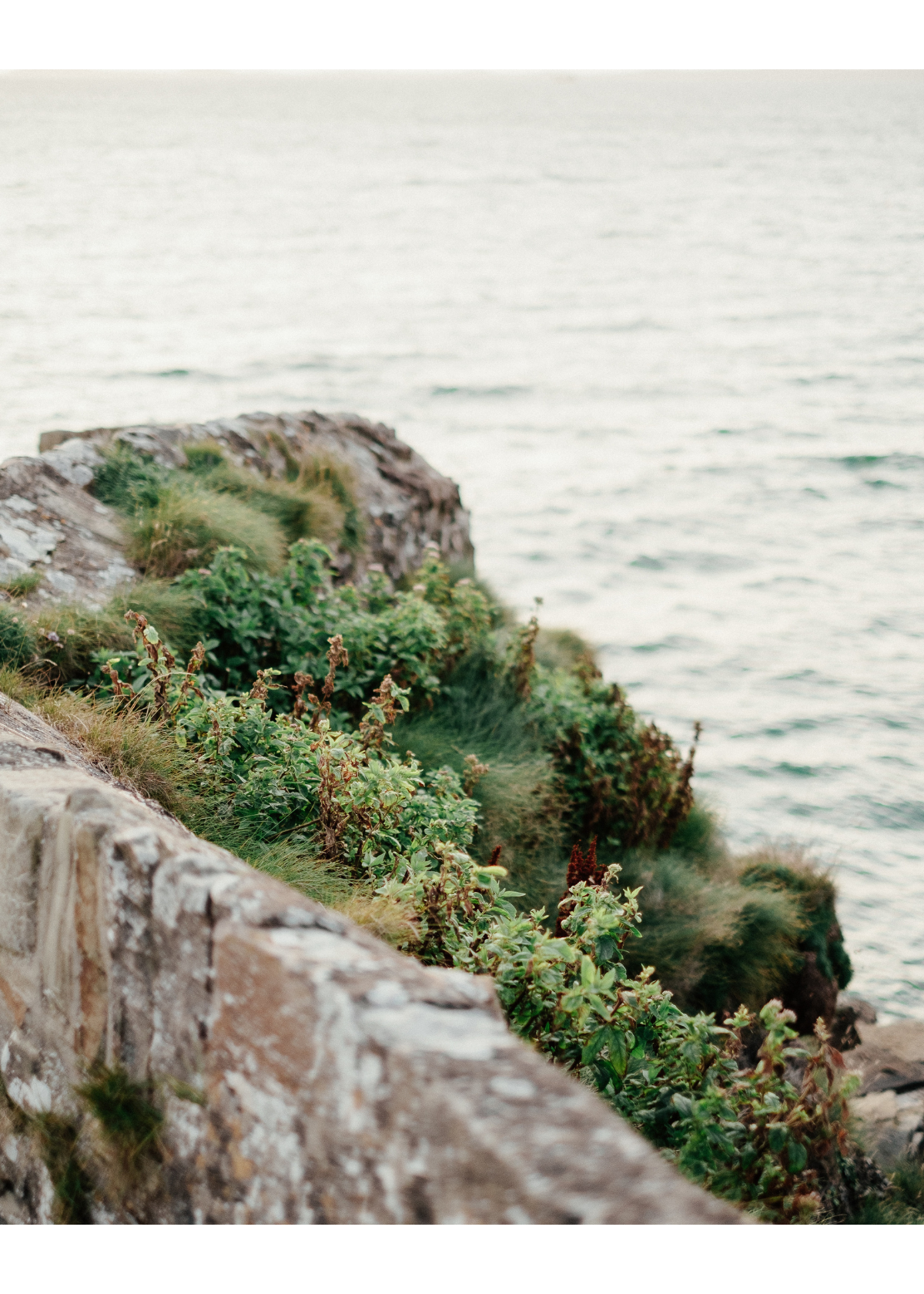 The 5 Best Sea Moss Gummies for Your Overall Health