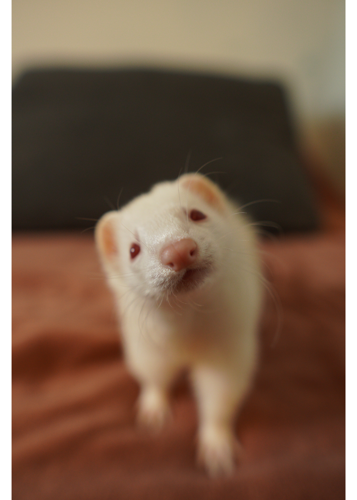 The Best Ferret Toys to Keep Your Pet Entertained