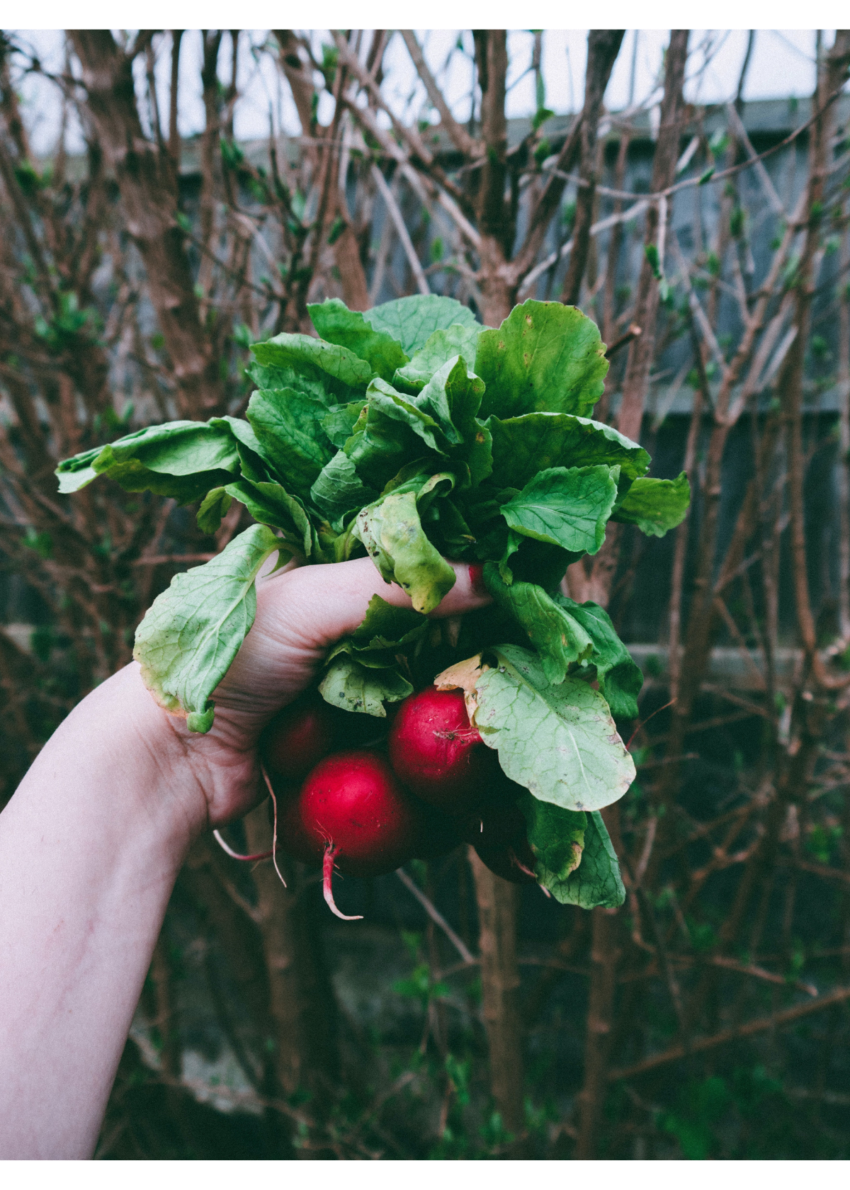 The Ultimate Guide to Choosing the Best Gardening Tools