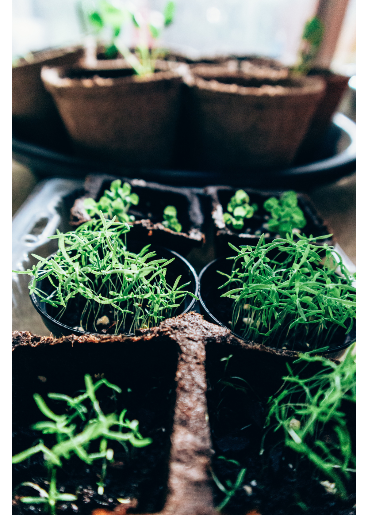 The Top Herb Garden Kits to Elevate Your Cooking Game