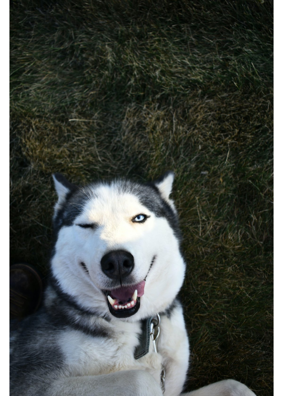 Freeze Dried Dog Treats for Travel: Convenient and Healthy Options