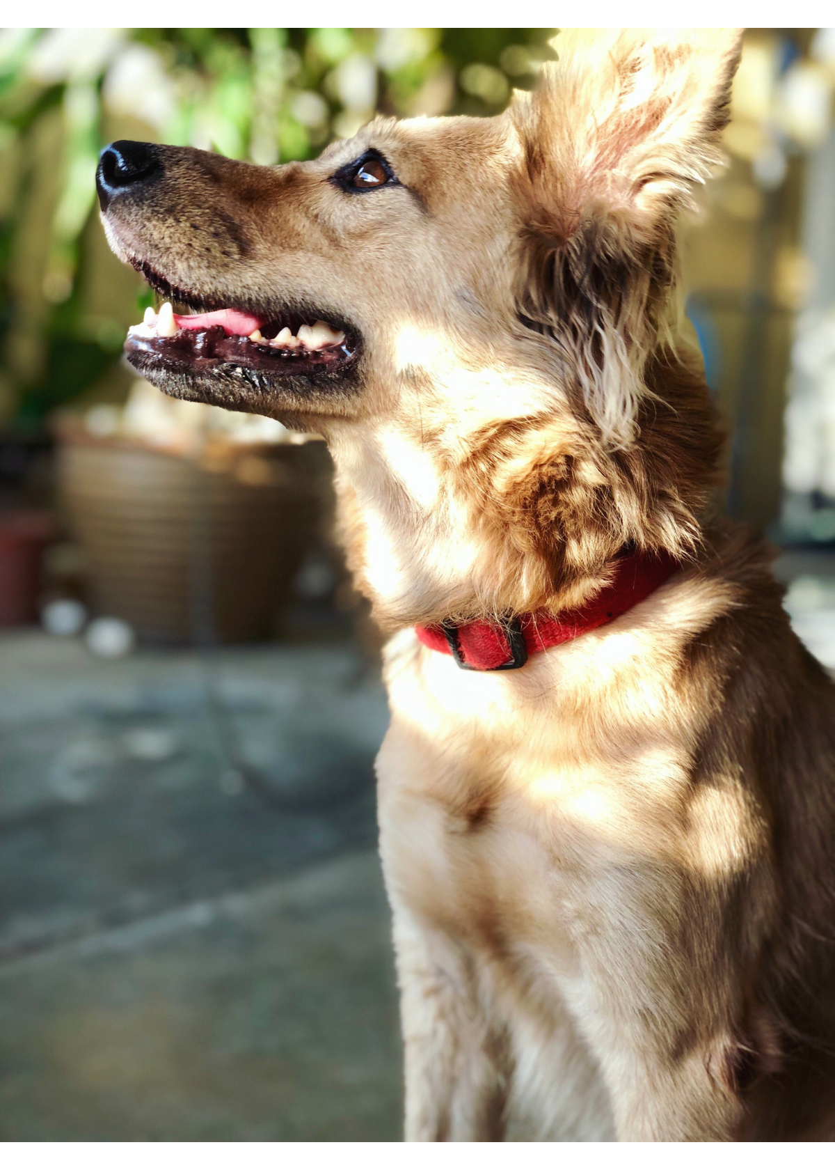 Choosing the Perfect Dog Collar for Your Furry Friend