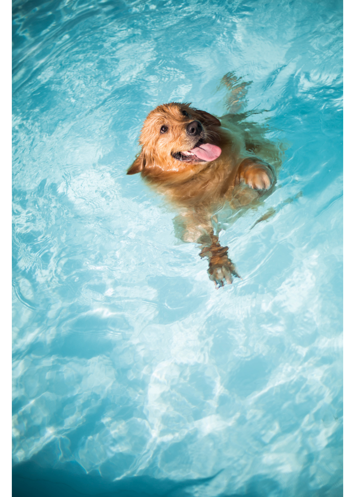 Best Dog Pools for Your Furry Friend