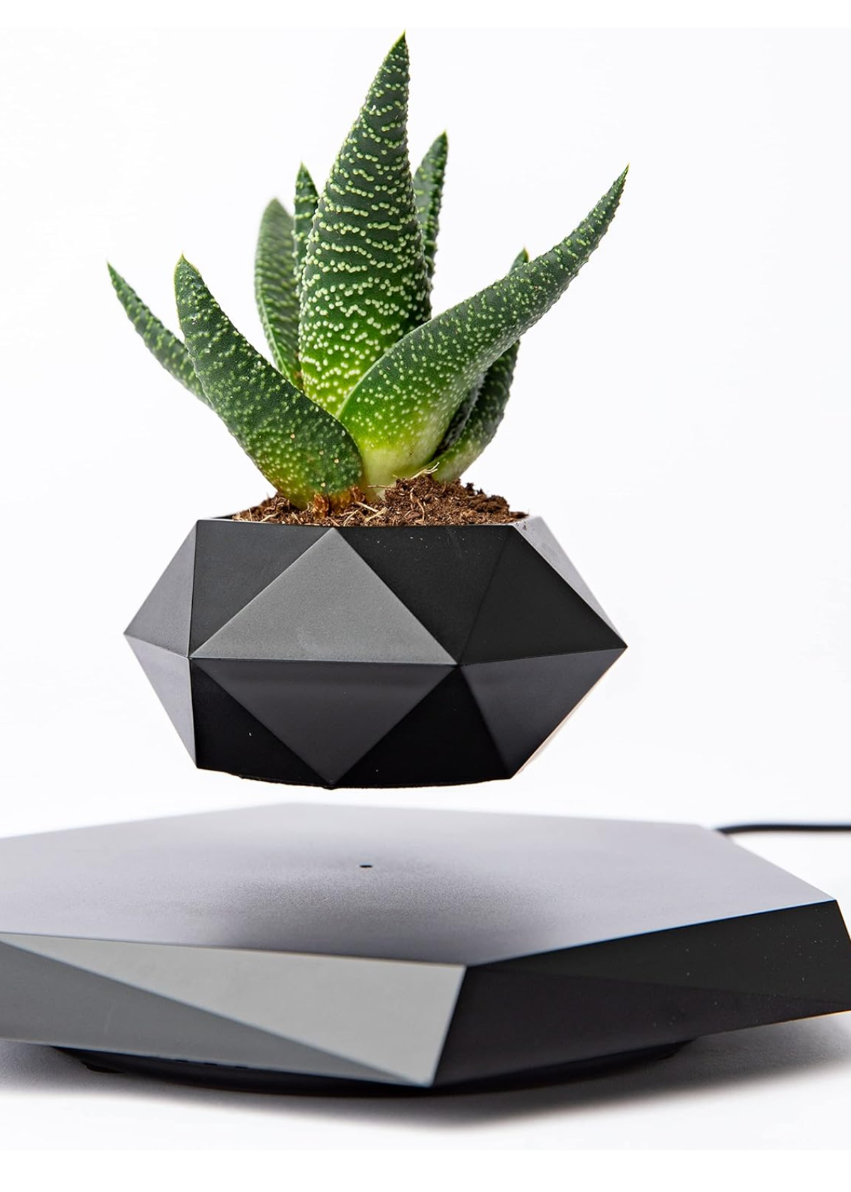 Best Levitating Plant: A Magical Addition to Your Home Decor