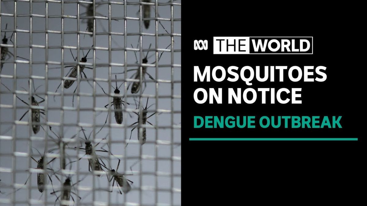 Brazil trials killer gene to tackle mosquitoes spreading dengue fever