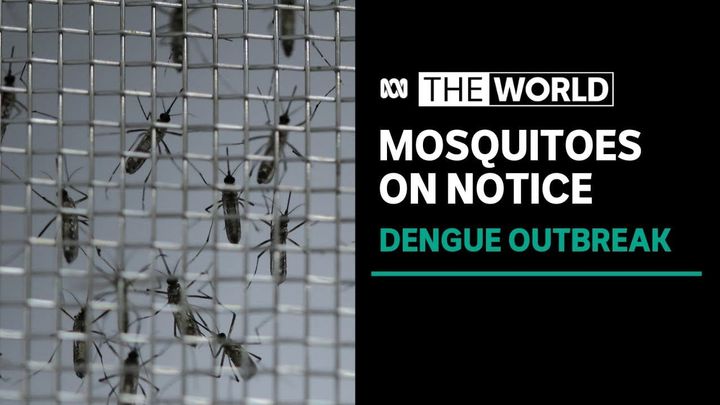 Brazil trials killer gene to tackle mosquitoes spreading dengue fever