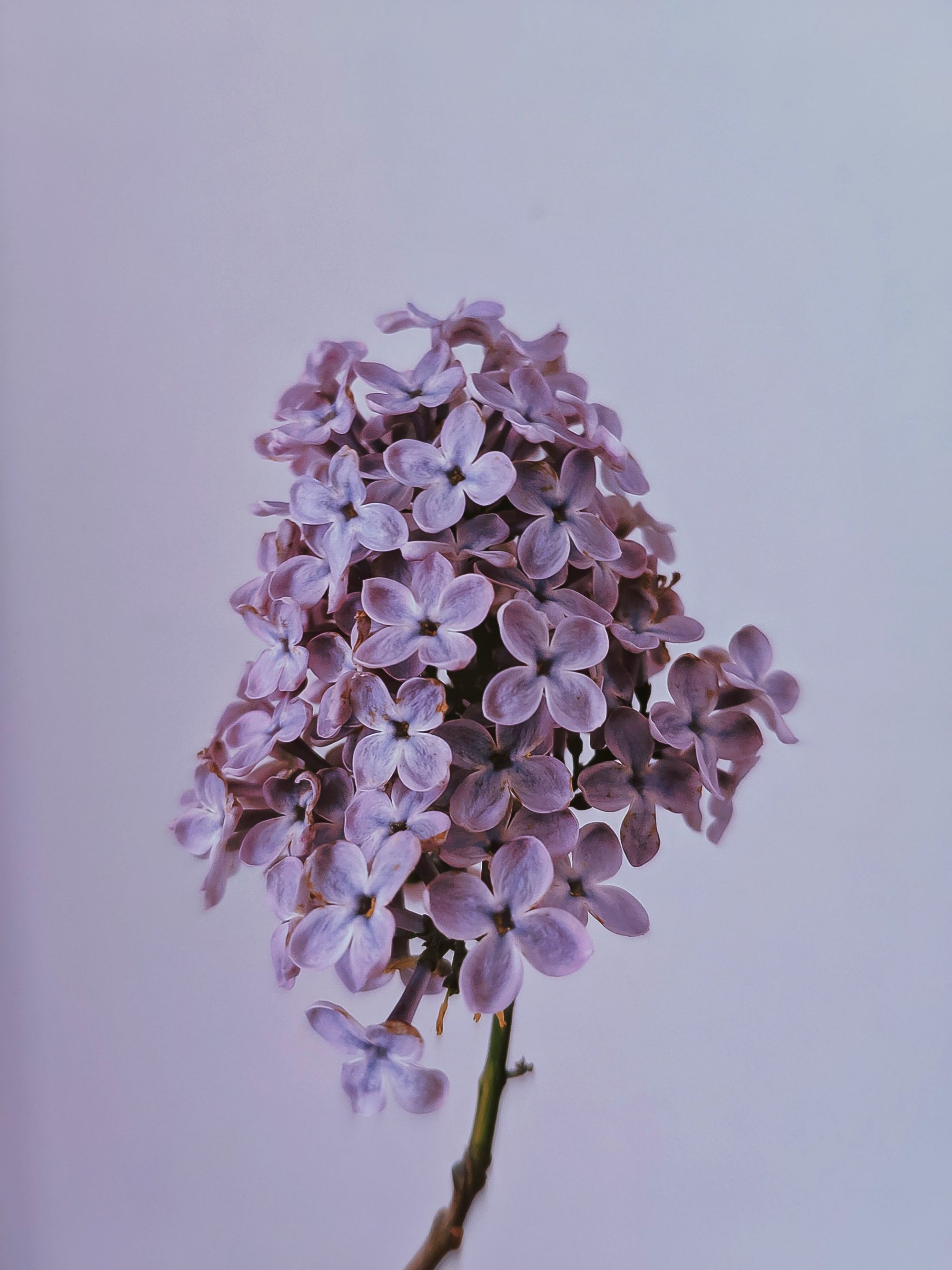 close up photo of a branch of lilacs against a grey purplish background.