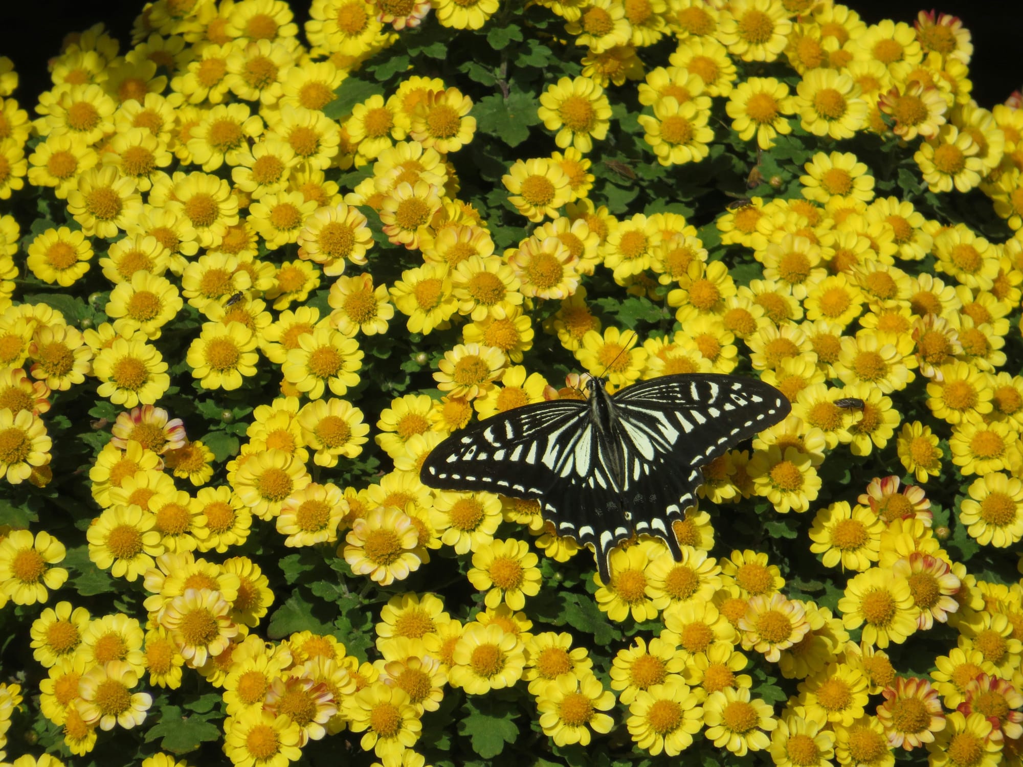 A black and yellow butterfly sits with wings open on a field of yellow chamomile flowers. 