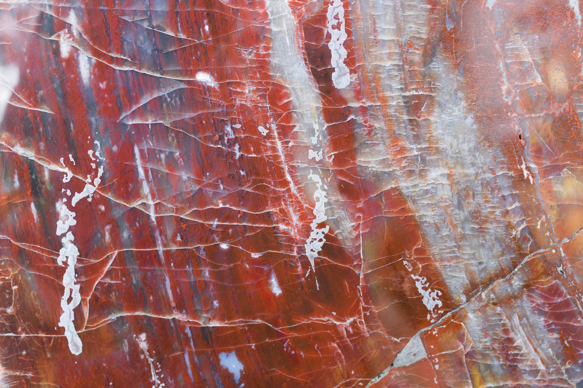 A close up of petrified wood, showing intricate marble-like details of the rock-like texture in reds, blues, yellows, and whites. 