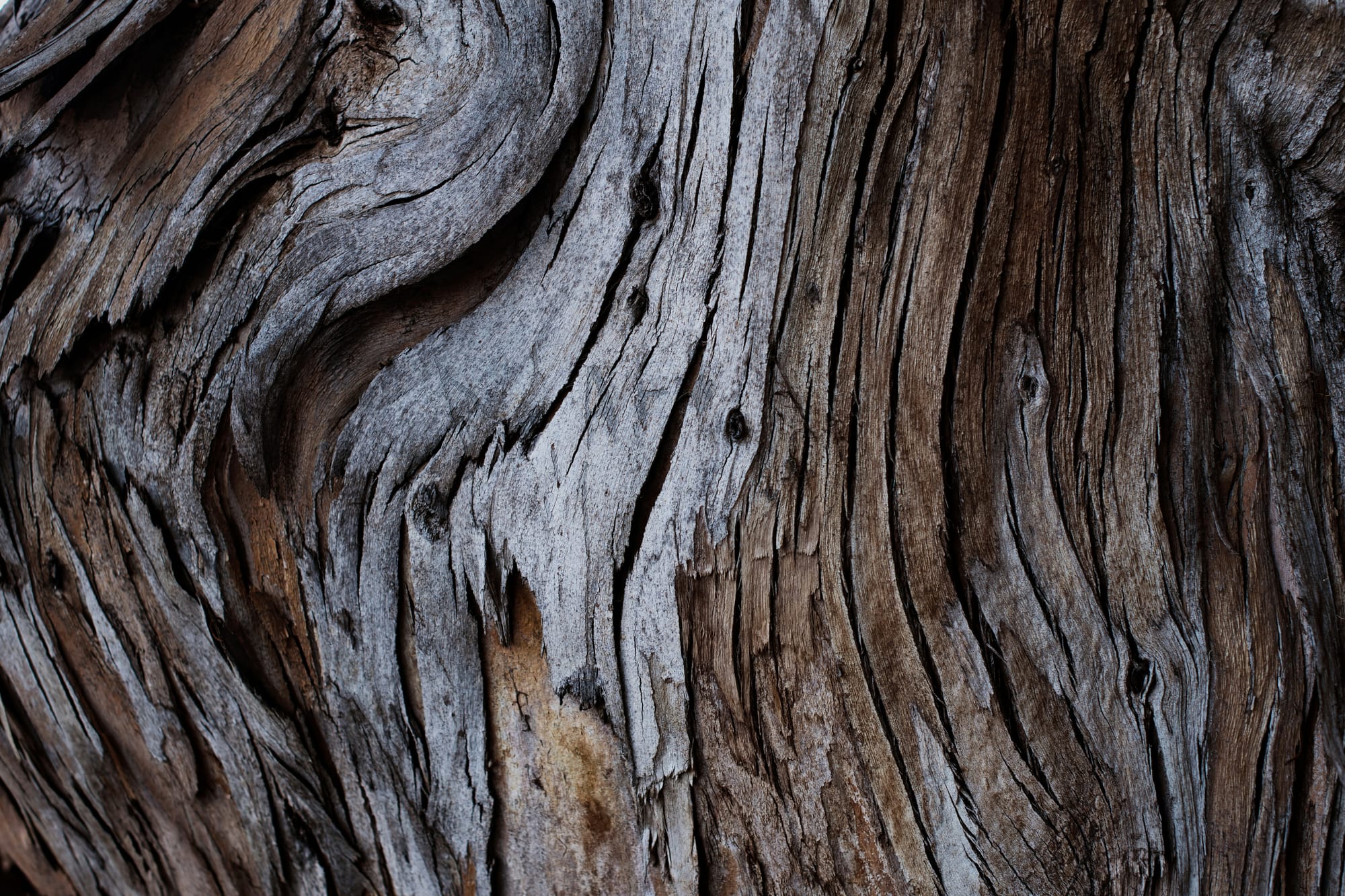 Wood texture on a tree. The bark diverts in a curve to reinforce a weak spot. 