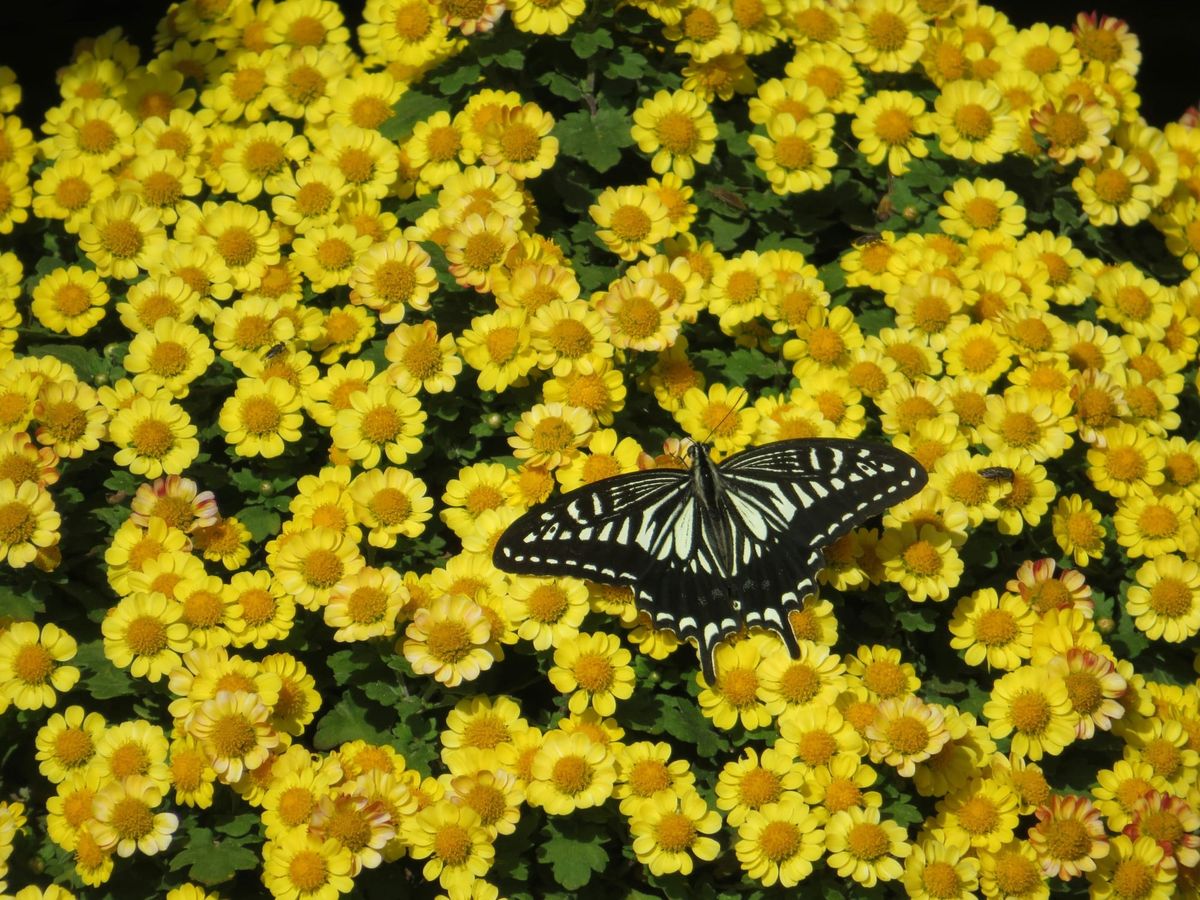 Building toward sustainability: Partnering with the Hyku community on governance and funding