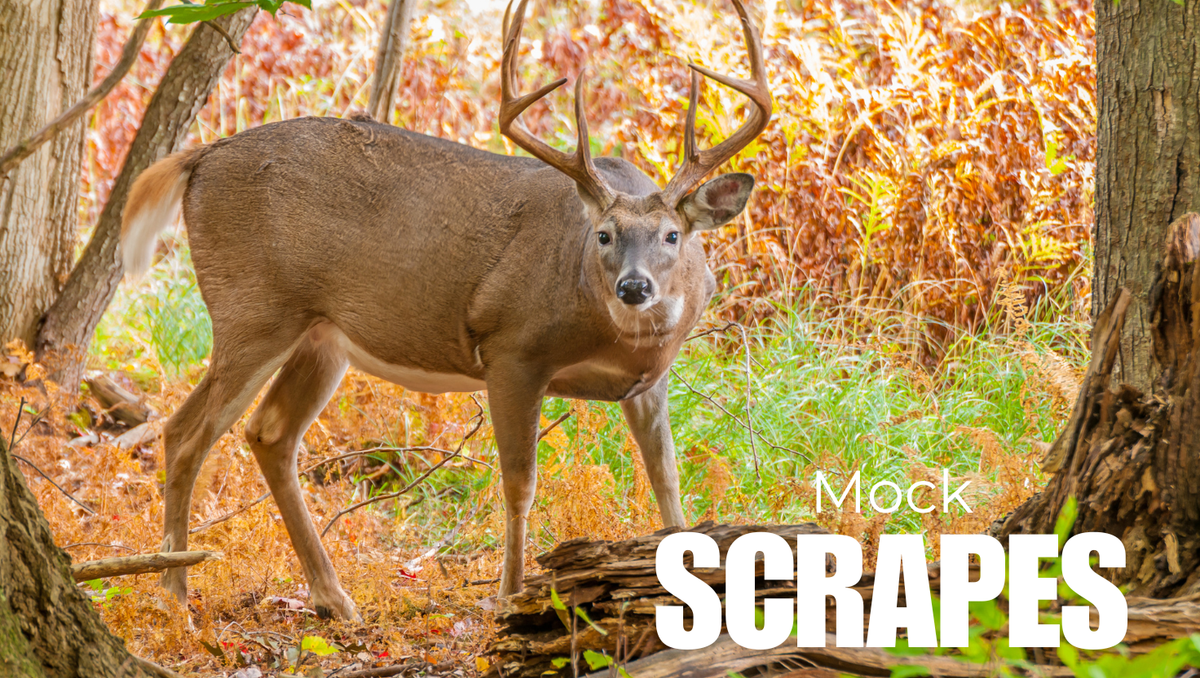 mock scrapes, deer hunting, whitetail behavior, pre-rut tactics, scent communication, scrape drippers, deer attractant