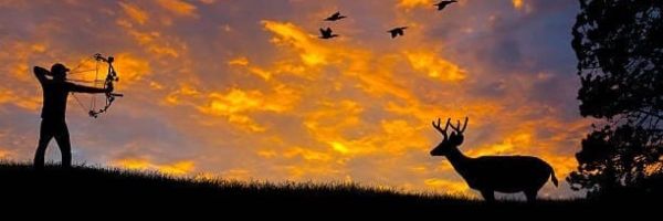 Hunter drawing compound bow on whitetail buck during early season hunt