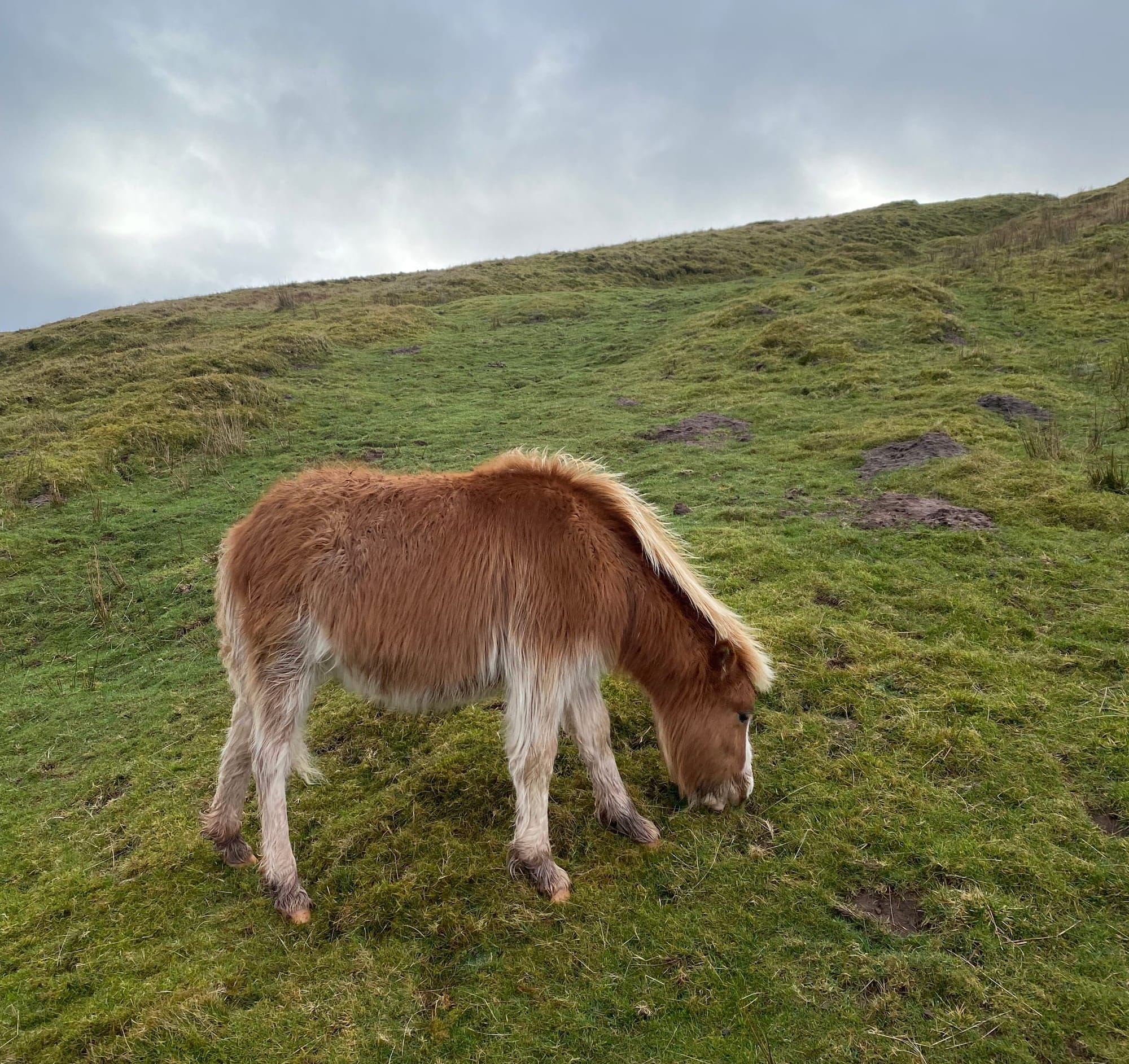A photo of a really cute hairy Welsh pony eating some grass, I loved her so much!!!!