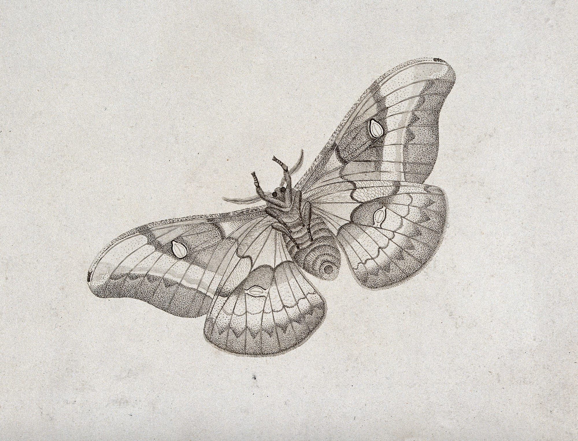 An emperor moth (Saturnia pavonia). Stipple engraving with etching