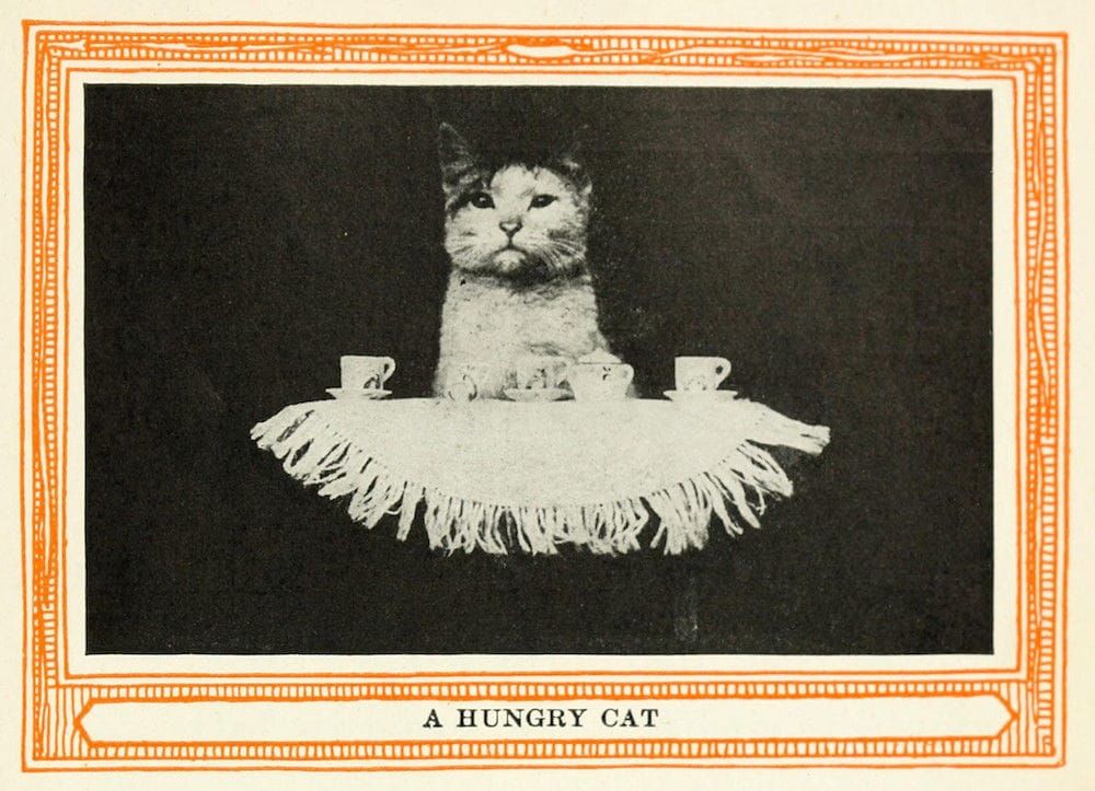 A very serious cat sits at a small table with a tea set laid out. Black and white photo.