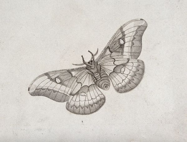 An emperor moth (Saturnia pavonia). Stipple engraving with etching