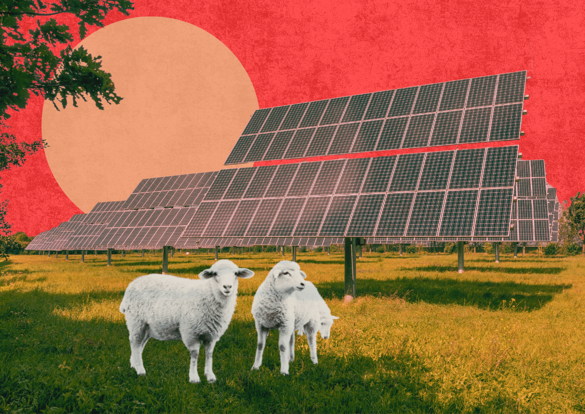 Sheep graze beneath solar panels, resembling the planned 2,700-acre Coyote Creek Agrivoltaic Ranch Project in eastern Sacramento County.