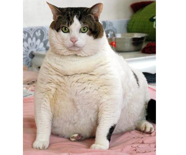 un autre gros chat