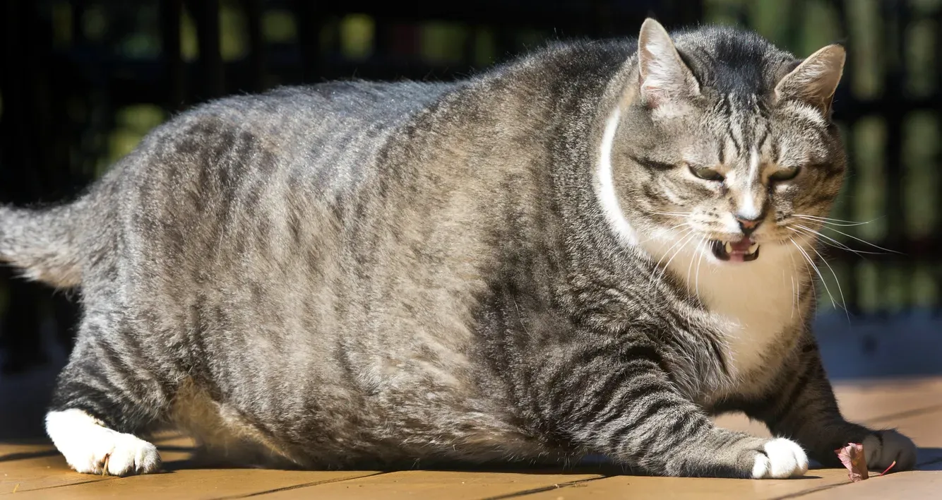 Chat obèse