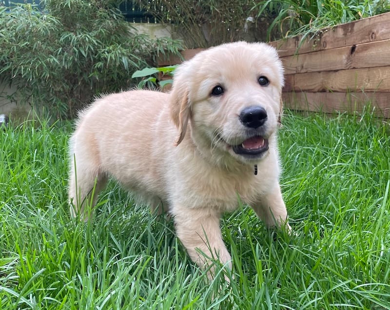 Bailey jeune chiot