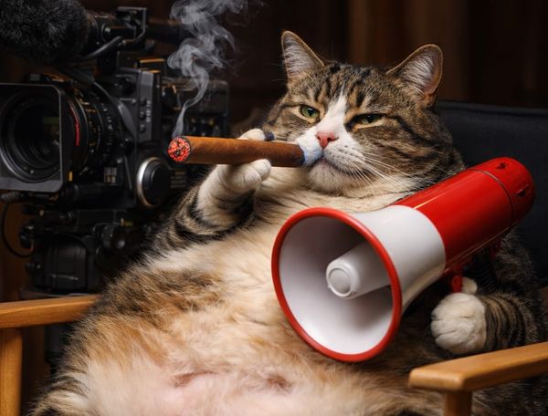 Gros chat
