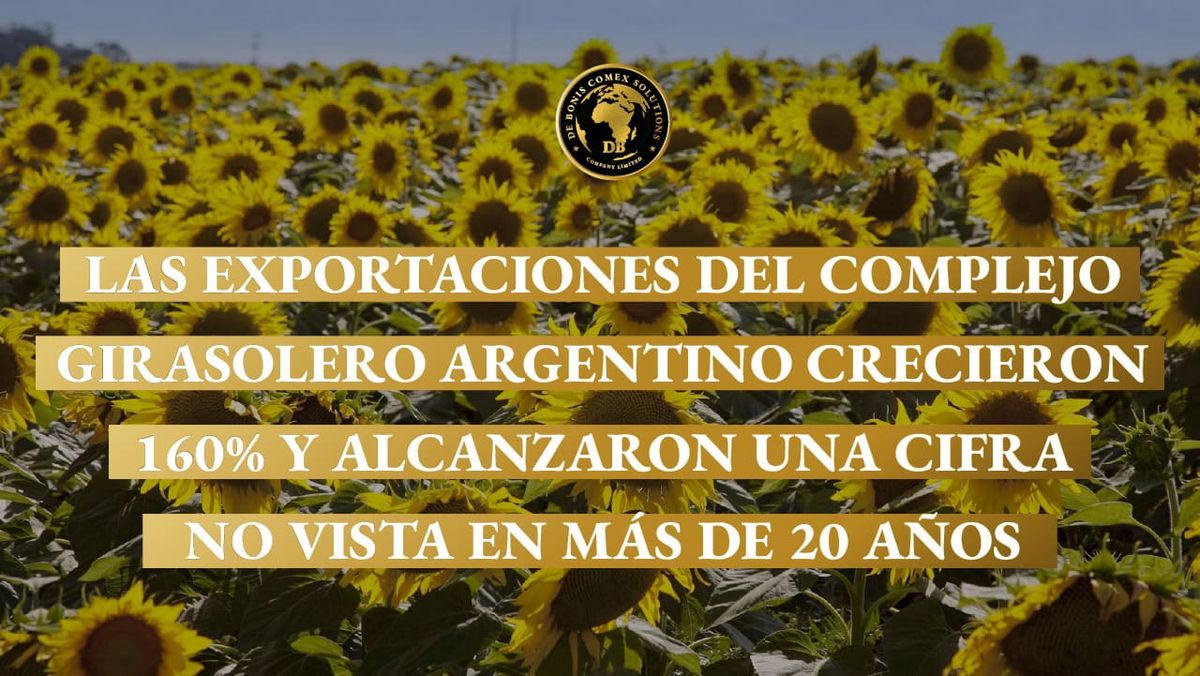 Campo de girasoles destinado a exportaciones argentinas que registraron un crecimiento histórico en volumen y valor.