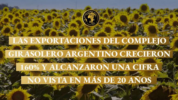 Campo de girasoles destinado a exportaciones argentinas que registraron un crecimiento histórico en volumen y valor.