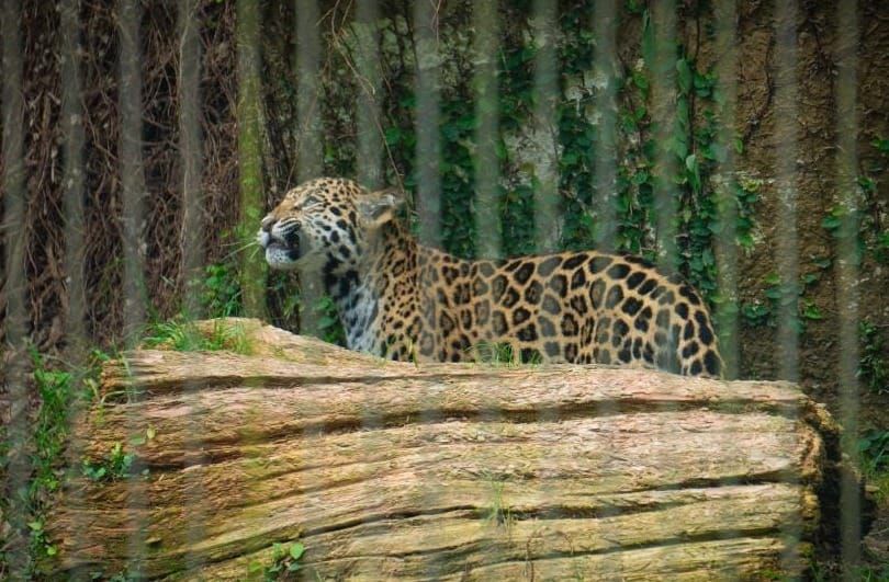 Baton Rouge Zoo Welcomes SU’s Lacumba III post image