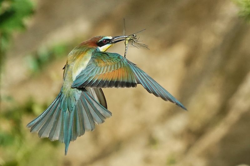 Profiteur des Klimawandels