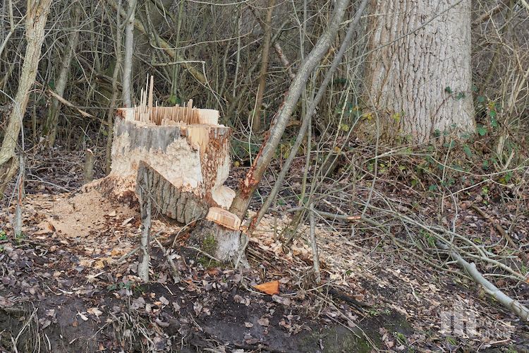 Vorbildliches Bibermanagement