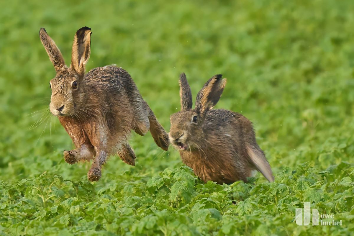 Natur im Selfkant 1 - Wer den Kampf gewinnt, darf rammeln