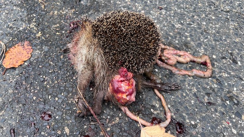 Hin- und nicht wegsehen