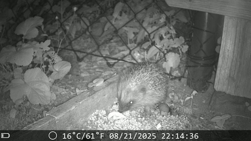 Helfen sie den Igeln