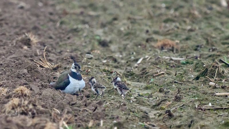 Landwirte werden für ihre Unterstützung beim Kiebitzschutz ausgezeichnet.