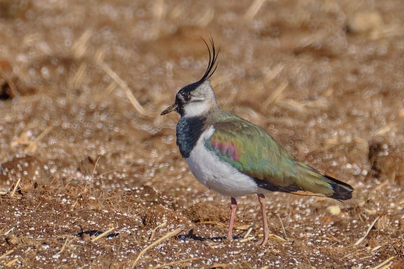Bitte des Nabu Selfkant bzgl. zukünftiger Flächen für Windkraftanlagen