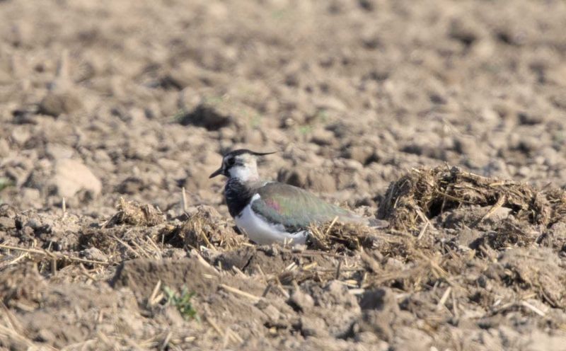 Der Kiebitz ruft… DICH!  Denn der Kiebitz braucht Dich.