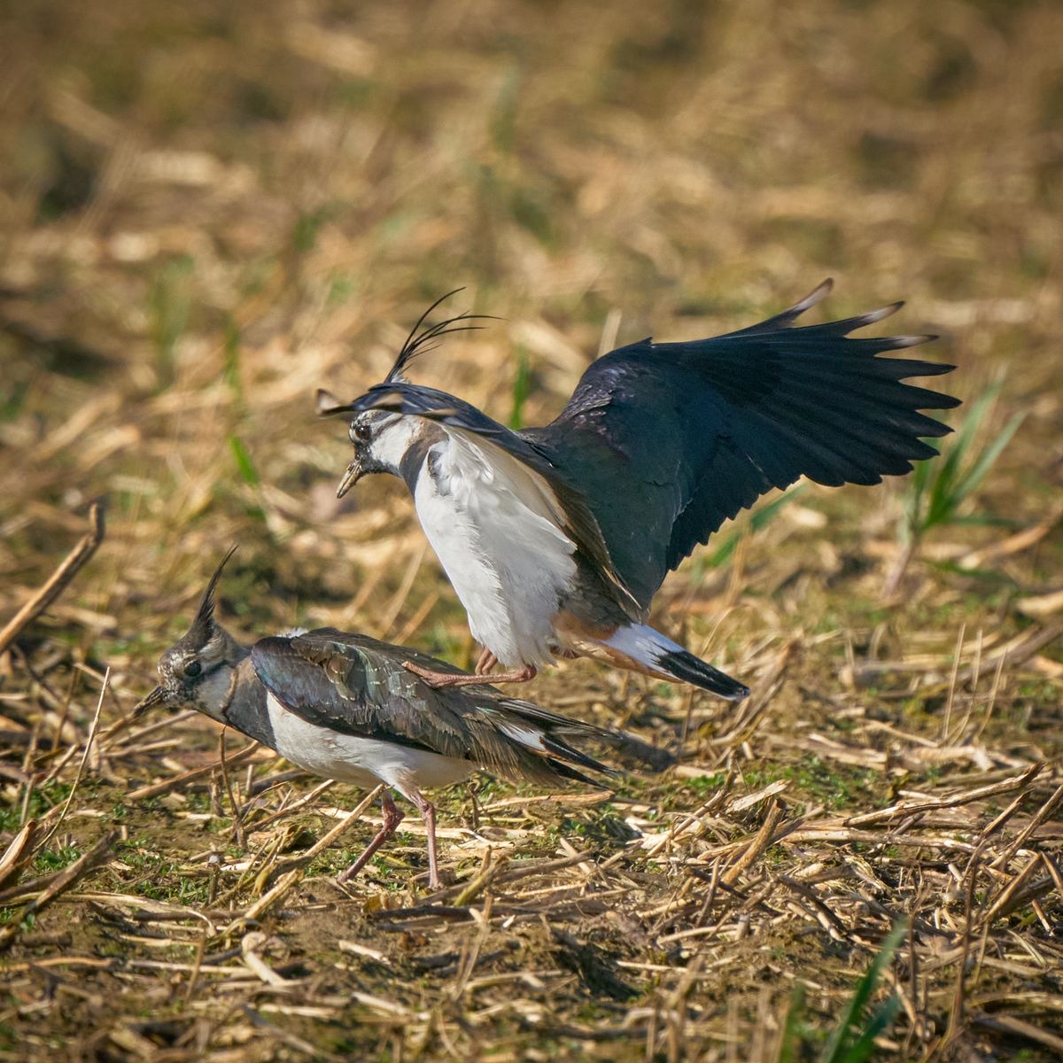 Erneuter Einspruch des Nabu Selfkant - was ist mit den bisherigen Stellungnahmen passiert?