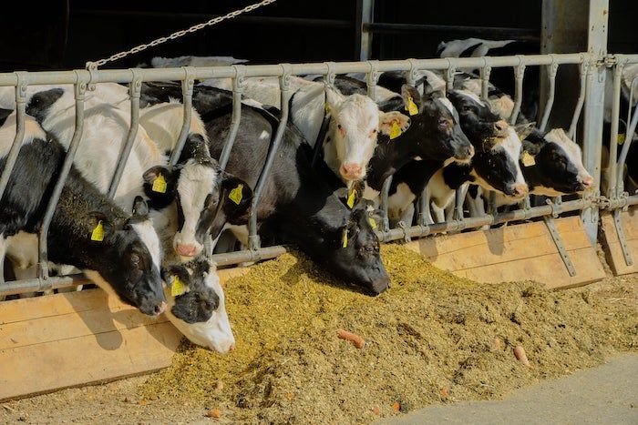 Wo die Kühe verwöhnt werden