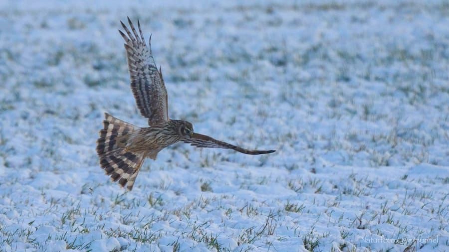 Die Avifauna im Selfkant