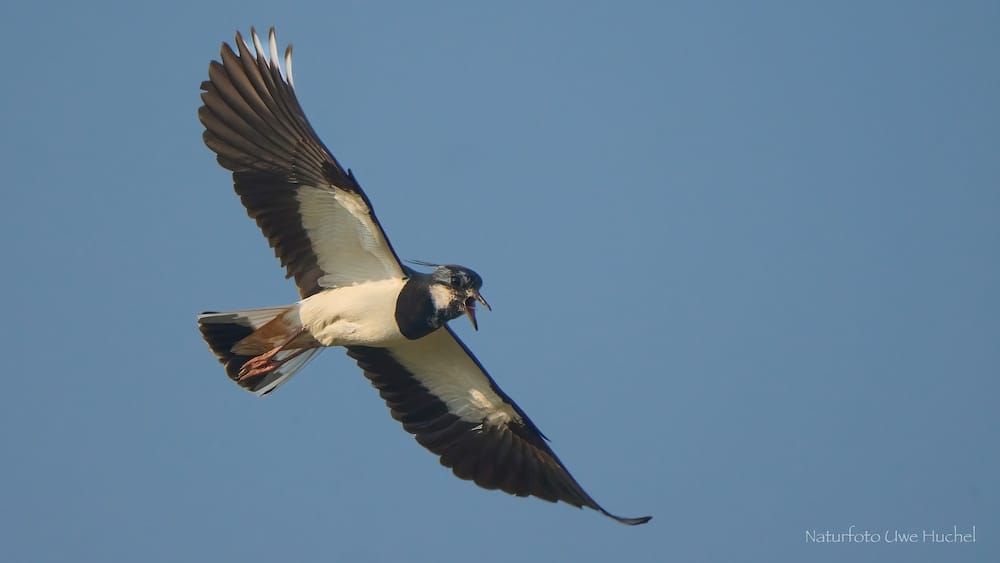 Ornithologische Wanderung des „NABU Selfkant“ am 01. Mai 2026