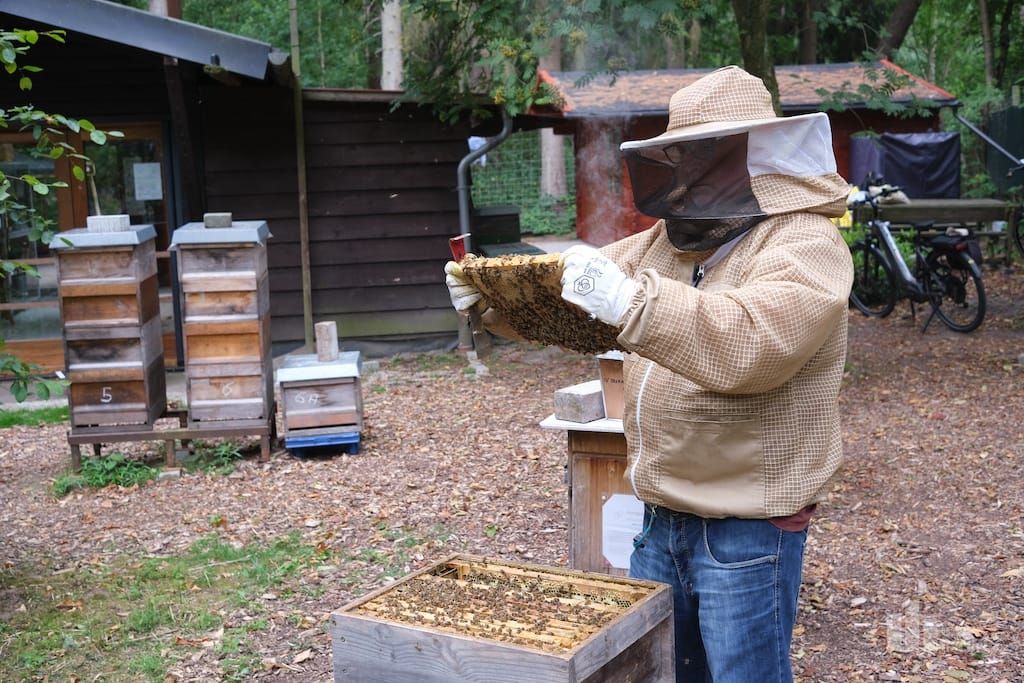 Faszinierende Einblicke in das Leben der Bienen