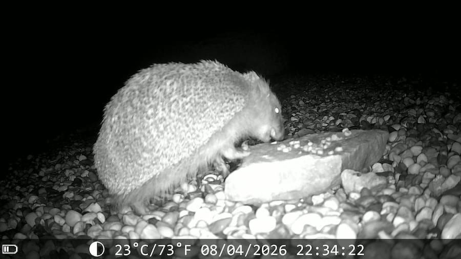 Igel im Sommer