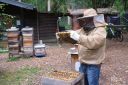Faszinierende Einblicke in das Leben der Bienen